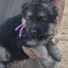 Girl 1 Lavender - Black and tan female German Shepherd puppy in Lake George, Colorado from High Country German Shepherds