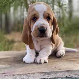 Basset Hound Puppies from Porch Sittin' Hounds
