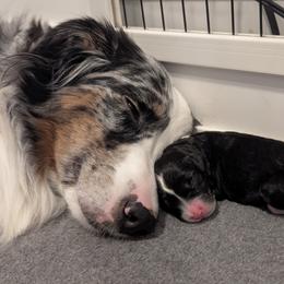 Aussiedoodle Puppies from Ridgeview Aussiedoodles