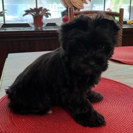 Selah - Black and tan female Yorkshire Terrier puppy in Georgia from Berggipfel Yorkies