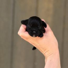 Sparky - Black male Cavapoo puppy in Nashville, Arkansas from Rocky Road Puppies