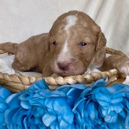 Grumpy - Cream male Aussiedoodle puppy in Denton, Maryland from Royal Conron Doodles