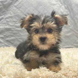 Austin - Black & tan tri-color male Morkie puppy in Oakland, Kentucky from Imperial Dogs