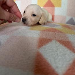 Bindi - Cream female Dachshund puppy in Temple, Texas from Brit’s Doxie Crossing