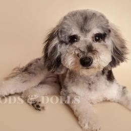 Cade - Poodle