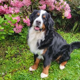 Bernese Mountain Dogs from Fairday