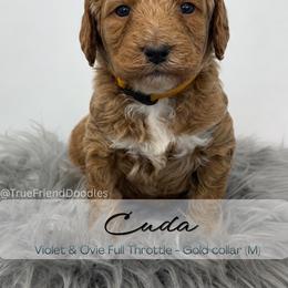 CUDA - Gold Collar - Apricot male Goldendoodle puppy in Watertown, New York from True Friend Doodles