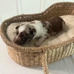 Red Merle Female - Red merle female Toy Australian Shepherd puppy in Harmony, Florida from Happily Ever Australian Shepherds