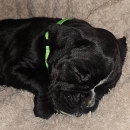 LIME GREEN COLLAR - Brindle male Boxer puppy in Gloucester, Virginia from Keen Boxers