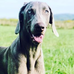 German Shorthaired Pointers, Vizslas, and Weimaraners from Hilltop Farms