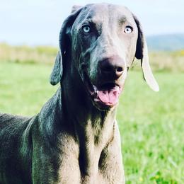 German Shorthaired Pointers, Vizslas, and Weimaraners from Hilltop Farms