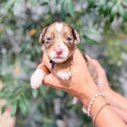 Bonus - Chocolate merle male Bernedoodle puppy in Sulphur, Louisiana from Curly Q’s Of Carlyss