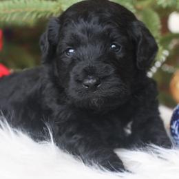 Aussiedoodle Puppies from Finney Ranch