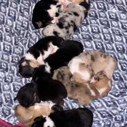 American Corgi Puppies from 5H Corgis