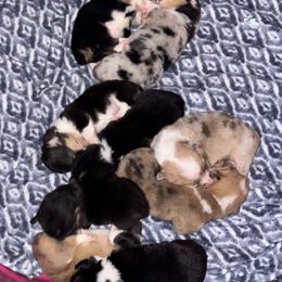 American Corgi Puppies from 5H Corgis