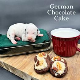 Dalmatian, Poodle, and Rhodesian Ridgeback Puppies from Ruffles, Ridges, & Spots!