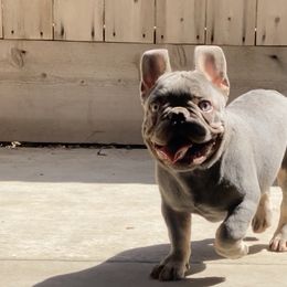 French Bulldog Puppies from Jesikah408