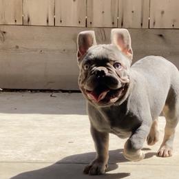French Bulldog Puppies from Jesikah408