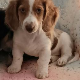 Blossom - Dachshund