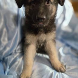 Light Blue Boy - Black and silver male Shiloh Shepherd puppy in Dover, Florida from Heritage Shilohs