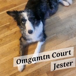 Jester - Border Collie