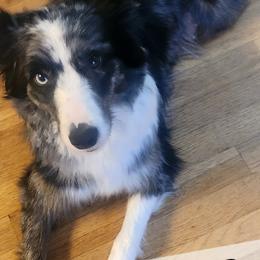 Jester - Border Collie