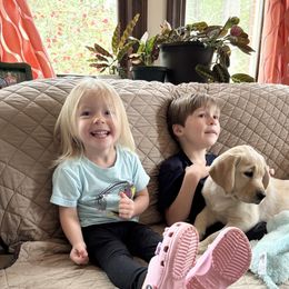 Labrador Retriever Puppies from Flashylabs  AKC GR CHAMPION SIRED