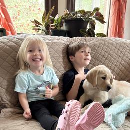Labrador Retriever Puppies from Flashylabs  AKC GR CHAMPION SIRED