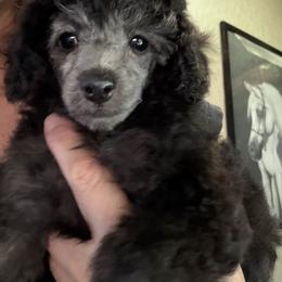 Teeter - Silver female Poodle puppy in Birmingham, Alabama from Stormborn