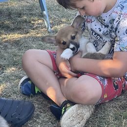 Pembroke Welsh Corgi Puppies from Indian Valley Corgies