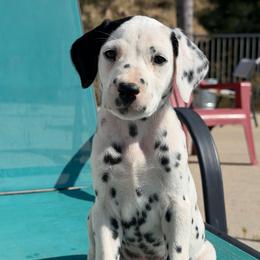 Female 3 - White and black female Dalmatian puppy in Lake Mathews, California from Bully Market