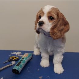 Girl 3 - Cocker Spaniel puppy in Kountze, Texas from Southeast Texas Cocker Spaniels