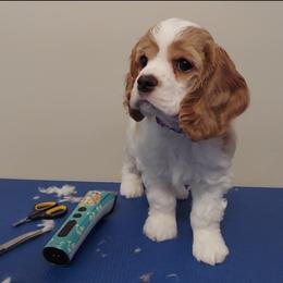 Girl 3 - Cocker Spaniel puppy in Kountze, Texas from Southeast Texas Cocker Spaniels