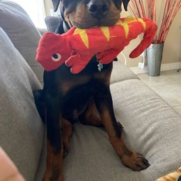 Rottweiler Puppies from Von Esparza Rottweilers
