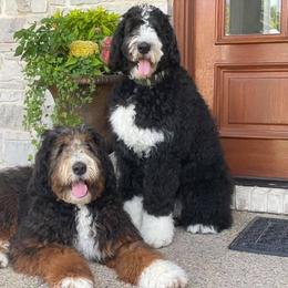 Bernedoodle All Grown Up from Backwoods Bernedoodles