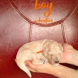 Wheaties - Cream male Goldendoodle puppy in Cambridge, Minnesota from Country Meadow Doodles