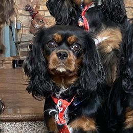 Waffles - Cavalier King Charles Spaniel