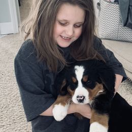 Bernese Mountain Dog Puppies from Berner Bud Farm