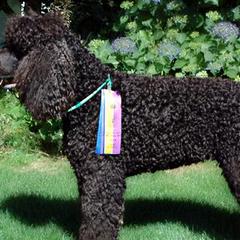 Irish Water Spaniels from Realta Irish Water Spaniels