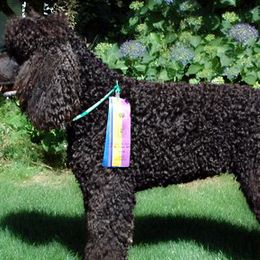 Irish Water Spaniels from Realta Irish Water Spaniels