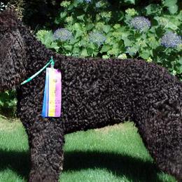 Irish Water Spaniels from Realta Irish Water Spaniels