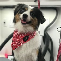 Handsome - Miniature Australian Shepherd