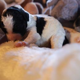 Boy 4 - male Bernedoodle puppy in Springfield, Missouri from Doodle Dandy Bernedoodles & Aussiedoodles