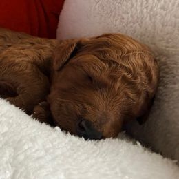 Appa - white collar - Red  male Goldendoodle puppy in Puyallup, Washington from Dawnie’s Doodles