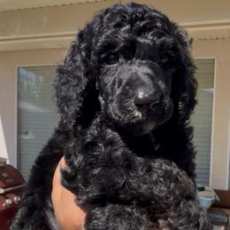 Gentleman - Black male Poodle puppy in Corona, California from Garden Of Poodles