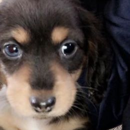 Dachshunds and Pembroke Welsh Corgis from Rocco Kennels