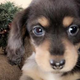 Dachshunds and Pembroke Welsh Corgis from Rocco Kennels