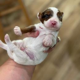 Puddles - Merle male Cavapoo puppy in Colcord, Oklahoma from Copper Lane Aussies, Doodles & Cavapoos