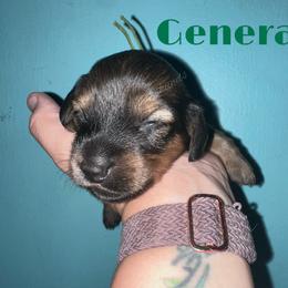 General - Cream male Dachshund puppy in Monitor, Washington from Shannon Dolly’s Dachshunds