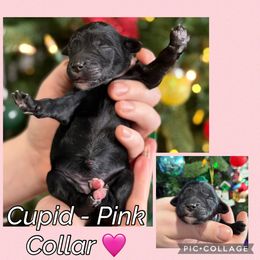 Cupid - Black female Goldendoodle puppy in Howard City, Michigan from Doodles and Chaos